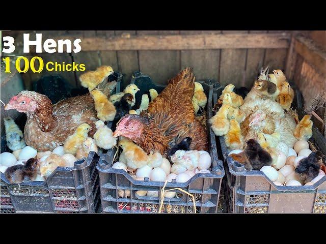 100 Chicks With 3 Beautiful Broody hens - 3 Hens Harvested Eggs to 100 Baby chicks