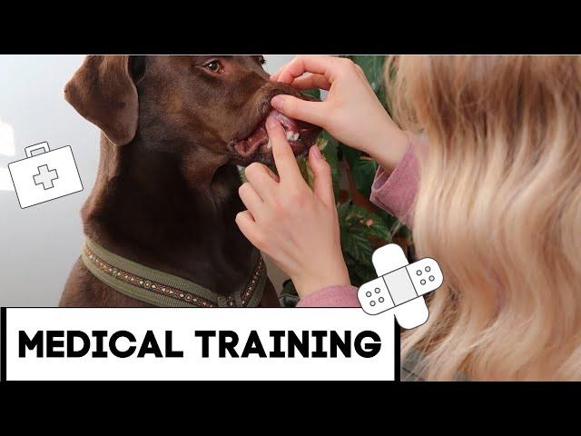 MEDICAL TRAINING ... ERSTE HILFE TRAINING MIT DEM HUND/ TIERARZT/INNEN TRAINING MIT HUND