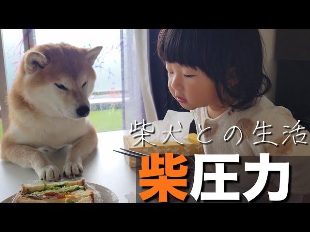 【ドキュメンタリー？】魅力的な食べ物と出会うと、圧力が凄い柴犬