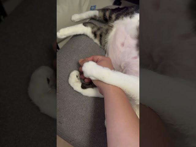 고양이 배 만지기