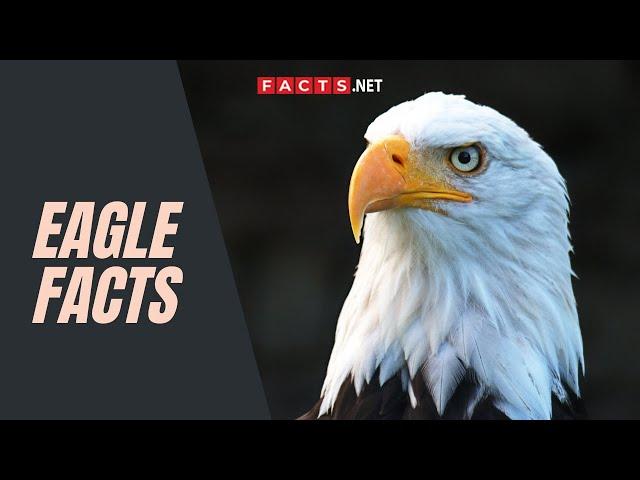 Eagle Facts About These Powerful Birds Of Prey