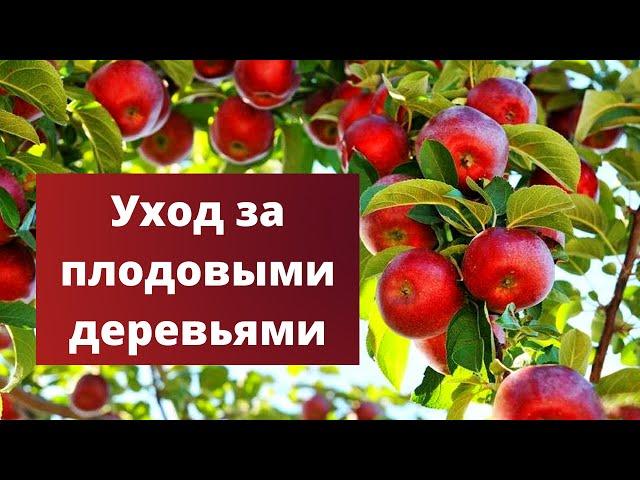 НЕОБХОДИМАЯ ПОДКОРМКА ЯБЛОНЬ ПЕРЕД ЗИМОЙ | Подкормка плодовых деревьев