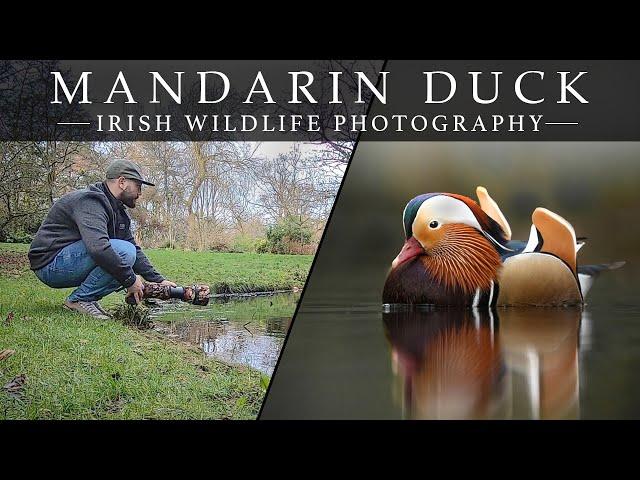 Mandarin Duck - Irish Wildlife Photography (Bird Photography)