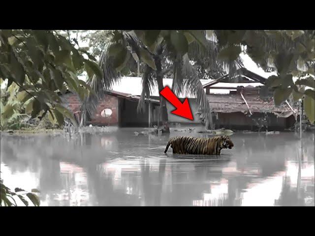 RUMAH TERENDAM BANJIR, Harimau Besar Mencari Mangsa Di Rumah Warga