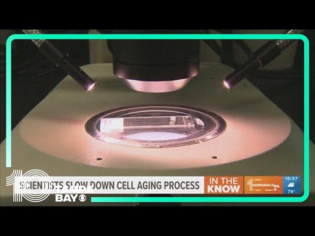 Scientists slow down cell aging process