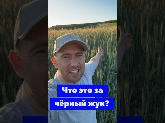 ЧЕРНЫЙ ЖУК! РОЖЬ #агро #сельскоехозяйство #фермер #agriculture #видео