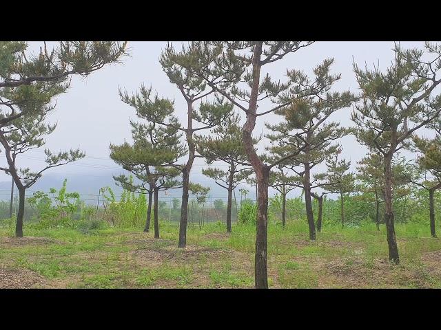 비 오는 날의  – 소나무와 물소리와 함께