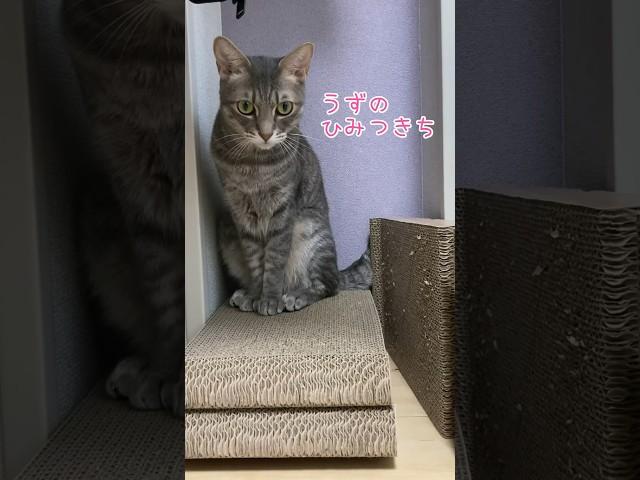 うずら流・美猫のつくりかた #cat #猫 #shorts