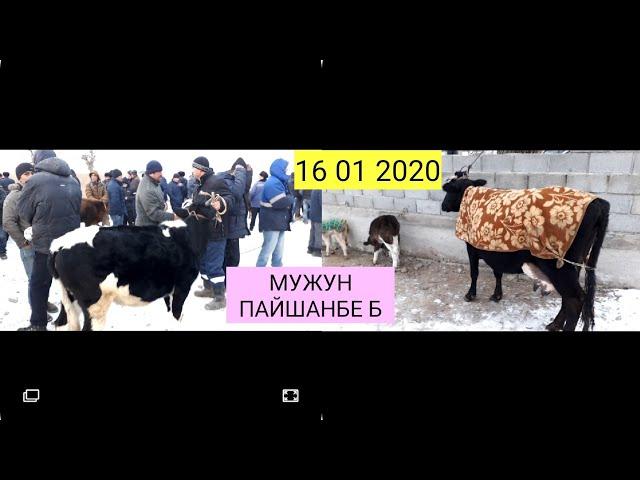 16 01 2020 МУЖУН ПАЙШАНБЕ МОЛ БОЗОРИДА МОЛЛАР АРЗОНЛАШДИ