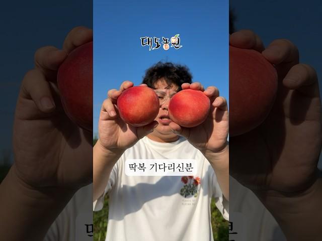 딱딱이 복숭아 기다리신분들? 손 드세요!!