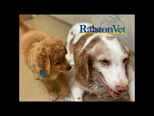 Ralston Vet patients