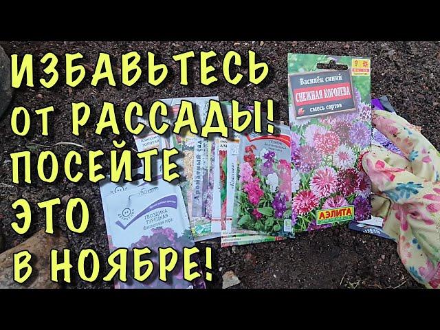 Посейте ЭТИ ЦВЕТЫ ПОД ЗИМУ и весной СКАЖЕТЕ СПАСИБО!