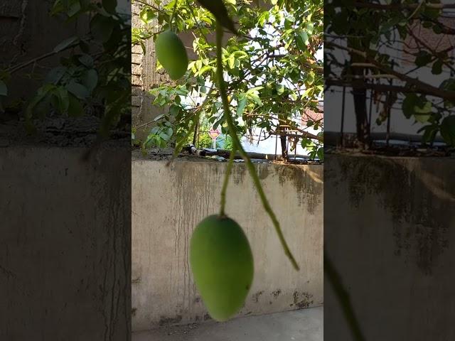 Botanical / Scientific name of  mango