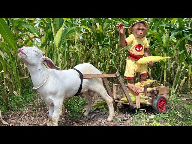 CUTIS harvests corn to make smoothies for goats