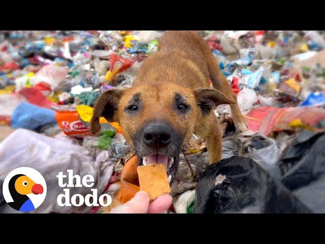 Injured Puppy Living All Alone In Trash Dump Gets Rescued | The Dodo