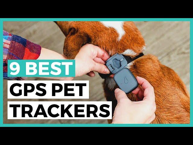 Best Gps Pet Trackers in 2024 - How to Choose a Tracker to Keep an Eye on your Pet?