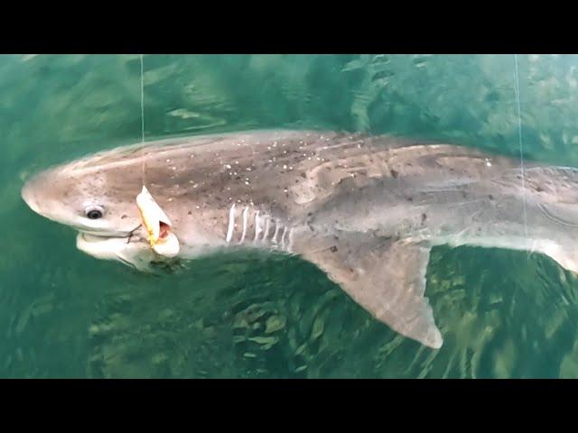 Port Phillip Bay Shark Fishing