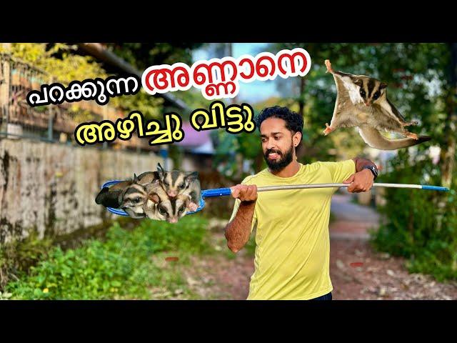 എന്തിനാ എല്ലാത്തിനെയും അഴിച്ചു വിട്ടത് | Backyard forest for flying Squirrels