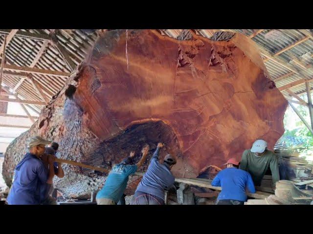 Dangerous moments! Americans are made to gawk at the sawmill's biggest lumber