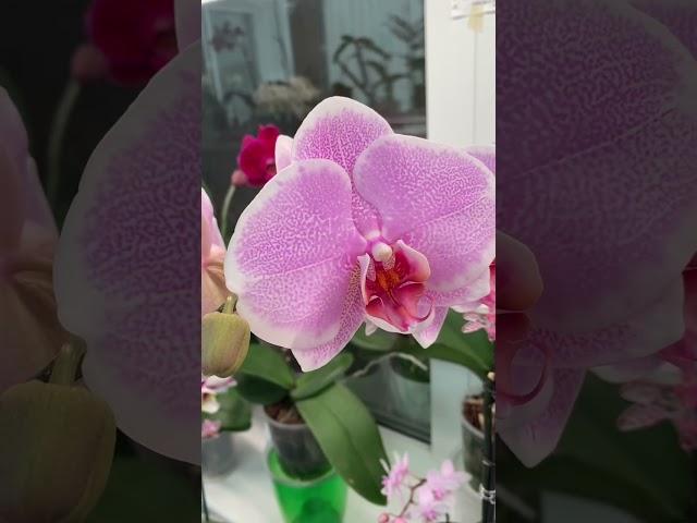 Phal.Pretty Romance#фаленопсис#орхидея#орхидеи #орхидеяфаленопсис #orchids #phal#phalaenopsis