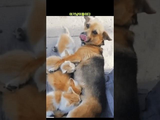 어미 잃은 길냥이 키우는 댕댕이