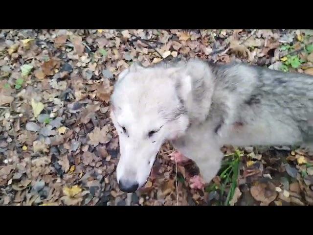 На загонной охоте , собаки поймали поросёнка.