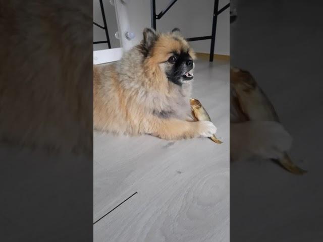 Так всё таки собака ты или кот?