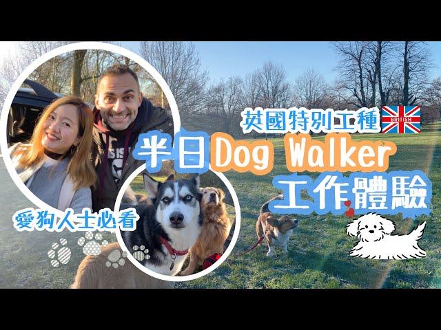 Vlog | 半日Dog Walker工作體驗 | 遛狗也可以當專業？ 愛狗人士必看 英國特別工種 | Dog Walker Job Experience