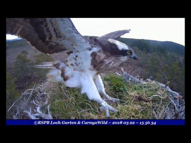Feasting our eyes on damp, windblown EJ nestorising - ©RSPB Loch Garten & Carnyx Wild