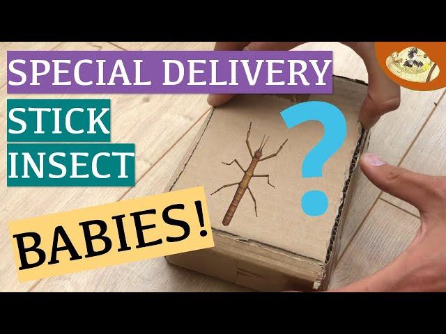 How to Set Up A Stick Insect Enclosure | Baby Stick Insect Unboxing & Macro footage!