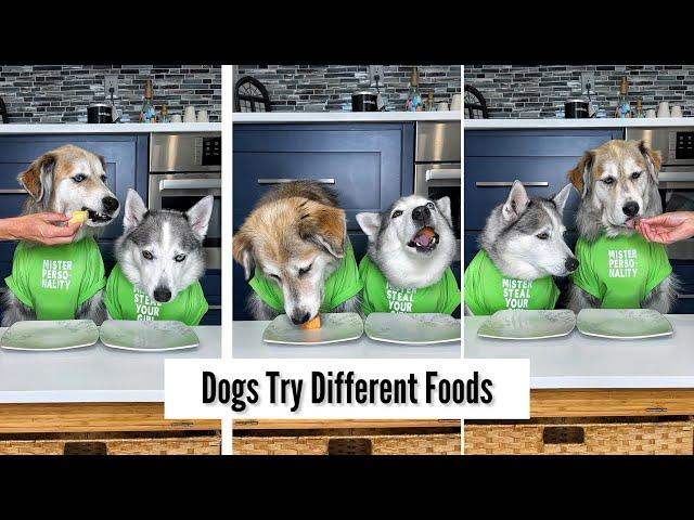 Dogs Try Different Foods