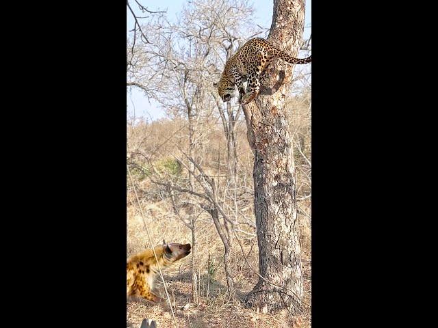 Leopard Thinks Twice About Jumping on Hyena