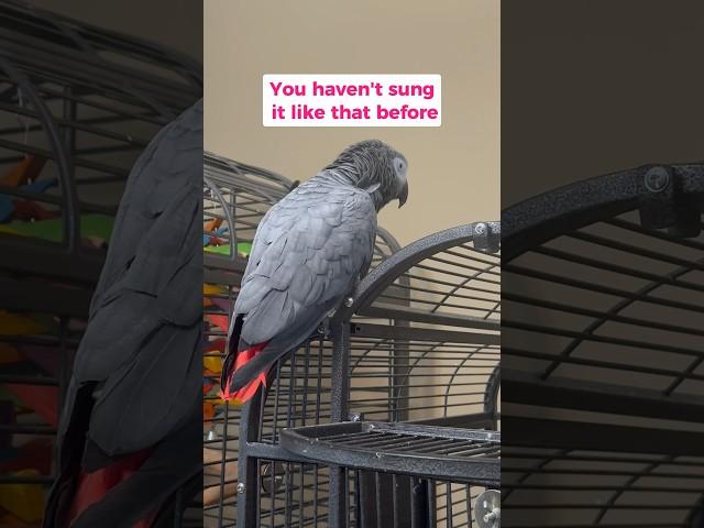 Giz is training me for the remix  #talkingparrot #africangrey