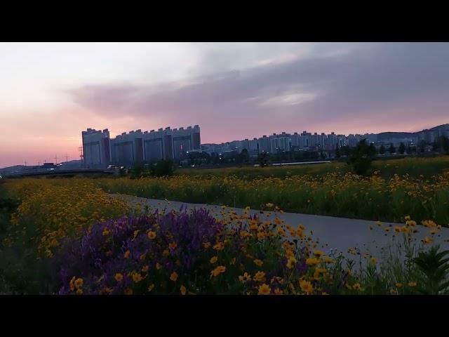 서산 꽃길노을  환상적이네 2025.06.05.156 #저녁노을 #꽃길산책 #서산