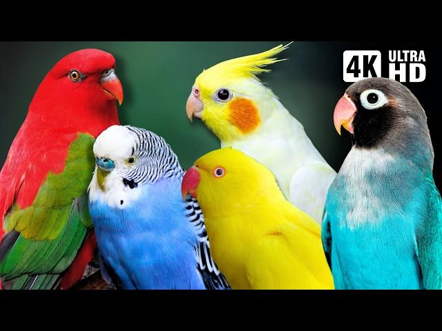 Amazing Small Parrots | Soothing Nature Scenes | Stress Relief | Relaxing Bird Sounds | Calm Time