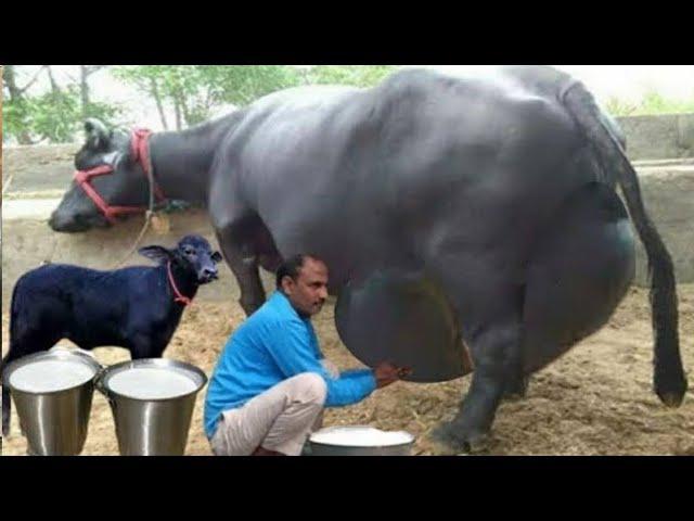 दुनिया की सबसे ज्यादा दूध देने वाली भैंस || World Biggest Udder Buffalo || Murrah Buffalo