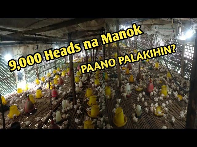 PAANO MAG-ALAGA NG BROILER CHICKEN? CONTRACT GROWING NG BOUNTY.