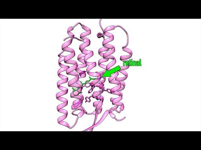 LCLS CXI | The First Molecular Movie of One of Nature’s Most Widely Used Light Sensors