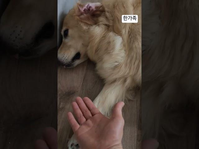 오구 덕구 블루 오순 쏘주 짱아 골든리트리버 6마리 3대가사는집 #짱아네가족 #goldenretriever