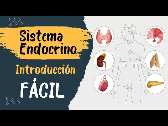  SISTEMA ENDÓCRINO | Explicado FÁCIL | Glándulas y hormonas