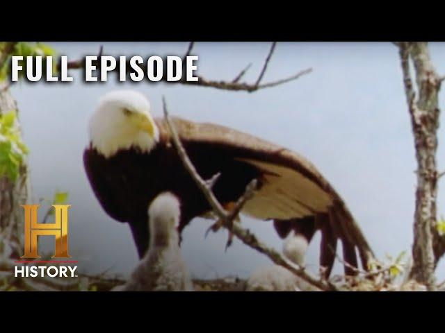 Modern Marvels: Animal's Engineering Feats (S10, E11) | Full Episode