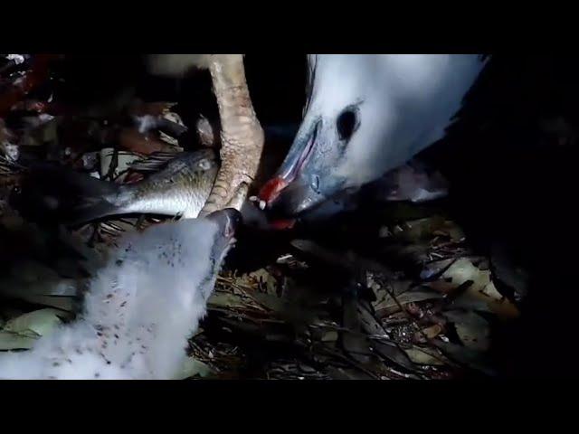 VIEW EXCELLENT.WHITE BELLIED BREASTED SEA EAGLE22.08.15