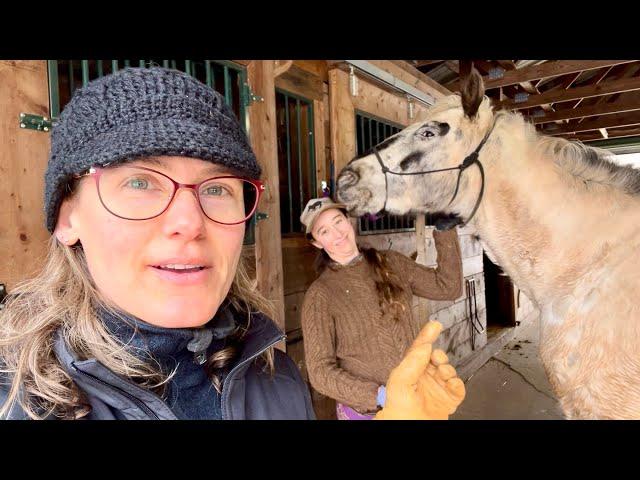 This Horse Had A Really Close Call:  Dreamer's Journey with Founder