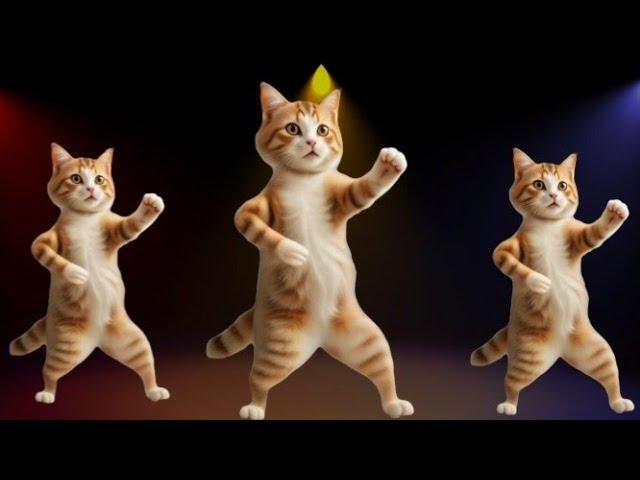 Wonderful Cat videos funny dance #funnycats #dancingcat #catlovers  #trendingmusic