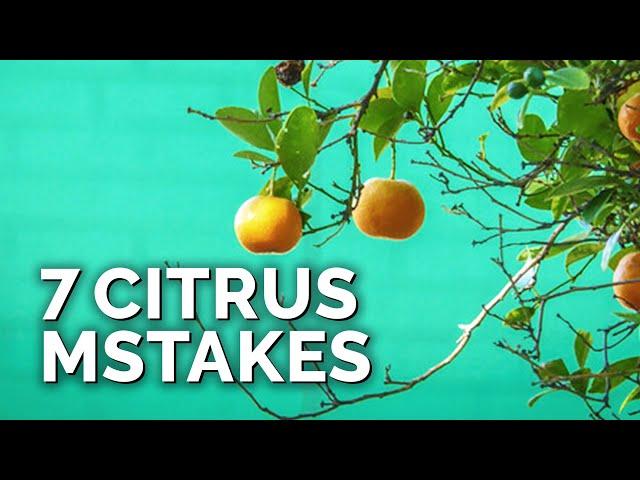 7 Citrus Tree Mistakes to Avoid