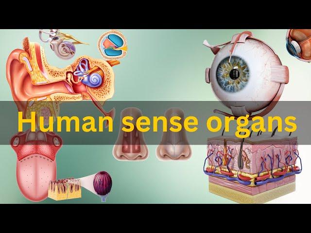 Human sense organs, Human sense organs and their functions, Human sensory organs