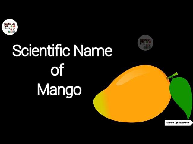 Scientific Name Of Mango || आम का Botanical Name कया है || What is Scientific name of Mango