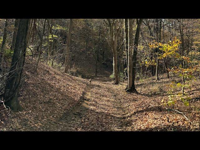 Tiny Home Community Down in a Deep Hollar of Tennessee?! Yes, Please ️