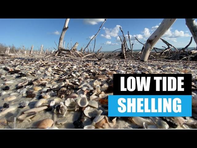 Finding seashells at low tide. The 10,000 islands Florida has the goods!