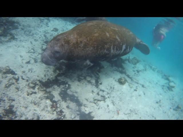 Lamantins / Manatees Crystal River Florida